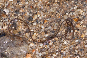 Nematomorpha